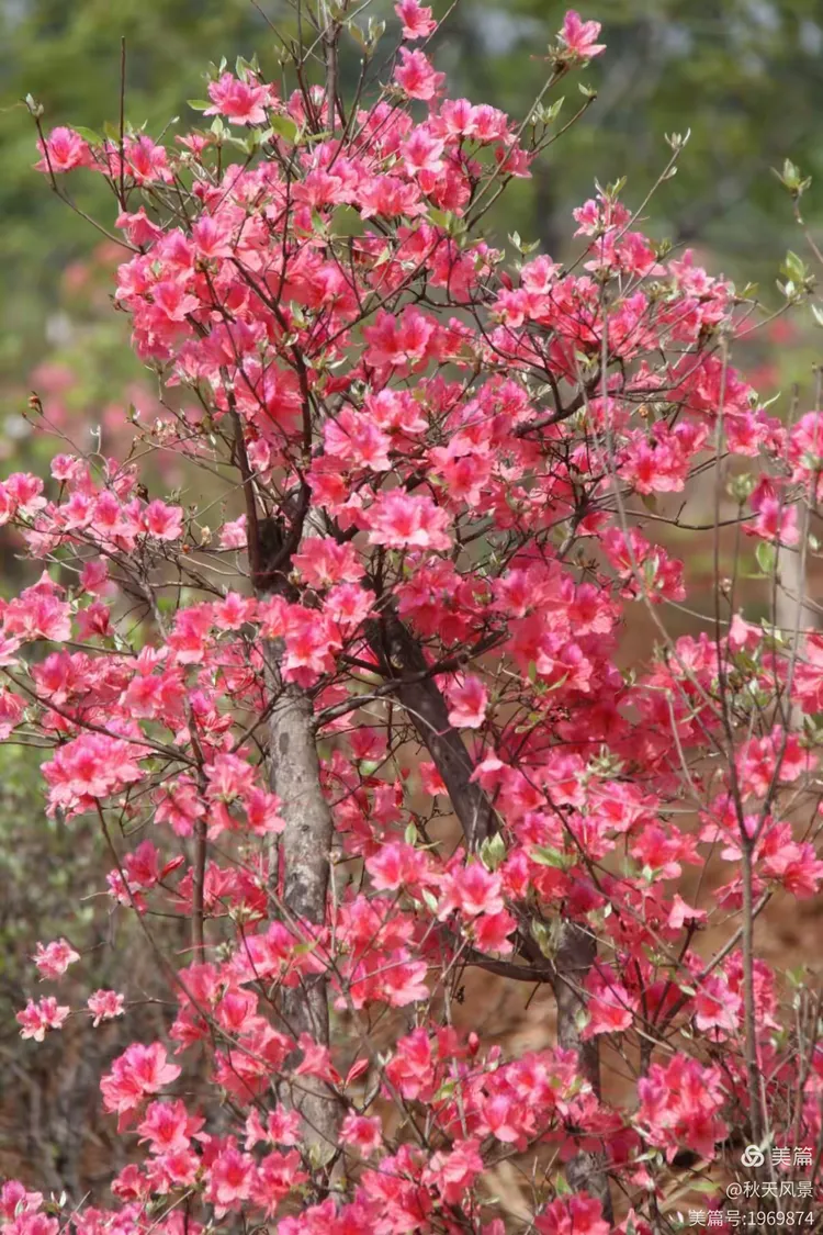枣庄永安莲花山生态园牡丹花红杜鹃进入盛花期